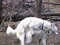 Dogs having sex in the middle of the forest